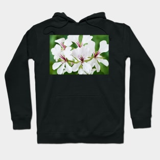 Ivy-leaved Pelargonium Hoodie